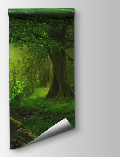 Fototapet Pădure cu copaci și plante, Fototapet natură, Fototapet populare, u56167 - Tapeko.ro
