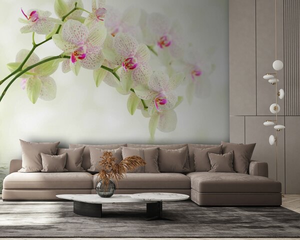 Fototapet Orhidee delicate deasupra apei blânde, Fototapet flori, Fototapet populare, u56335 - Tapeko.ro