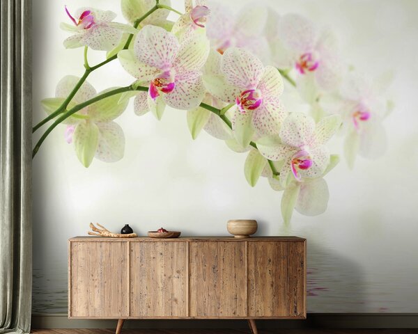 Fototapet Orhidee delicate deasupra apei blânde, Fototapet flori, Fototapet populare, u56335 - Tapeko.ro