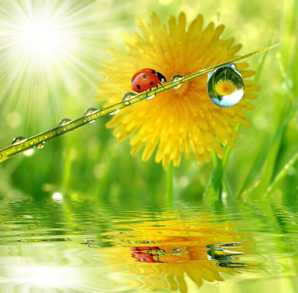 Fototapet Ladybug pe un fir de iarbă cu picături de apă, Fototapet designer, Fototapet populare, u56633 - Tapeko.ro