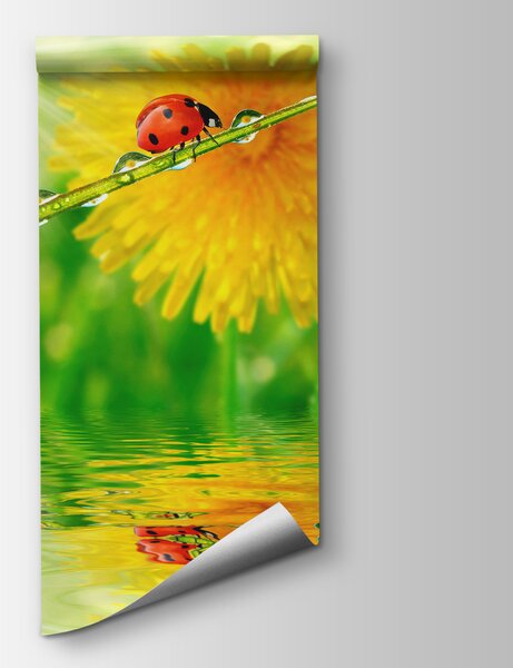 Fototapet Ladybug pe un fir de iarbă cu picături de apă, Fototapet designer, Fototapet populare, u56633 - Tapeko.ro