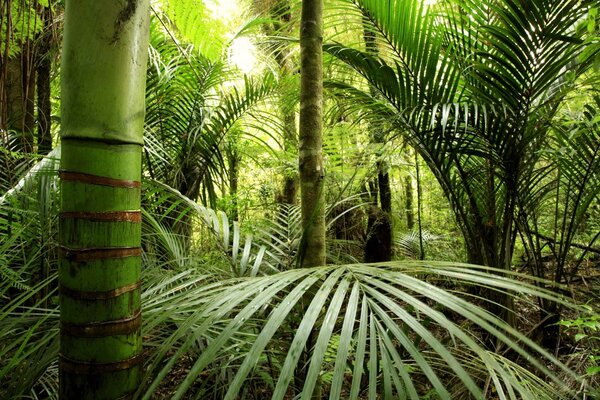 Fototapet Pădure verde cu palmieri, Fototapet jungle, Fototapet populare, u56916 - Tapeko.ro