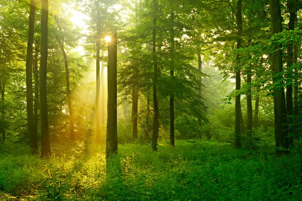 Fototapet Soarele strălucește printre copaci, Fototapet natură, Fototapet populare, u57295 - Tapeko.ro