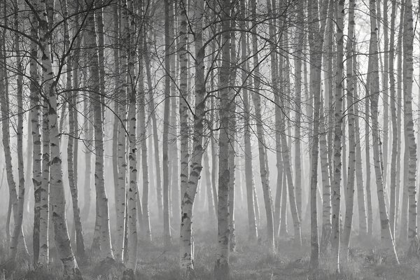 Fototapet Grup de copaci într-o pădure, Fototapet pădure, Fototapet populare, u58971 - Tapeko.ro