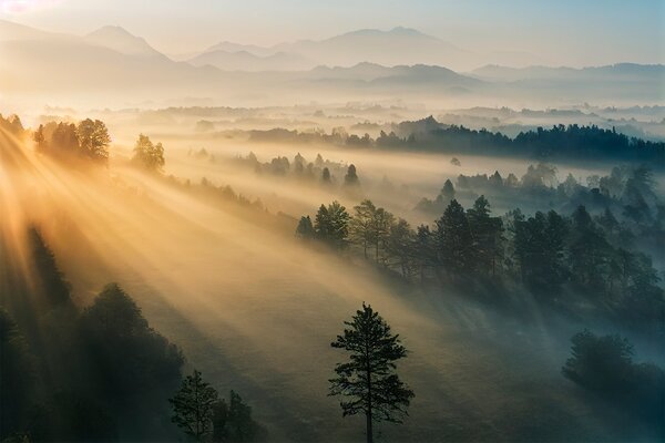 Fototapet Soarele strălucește printre copaci, Fototapet pădure, Fototapet populare, u73864 - Tapeko.ro