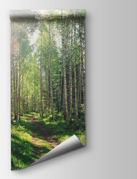 Fototapet Poteca printr-o pădure de copaci, Fototapet pădure, Fototapet populare, u74235 - Tapeko.ro