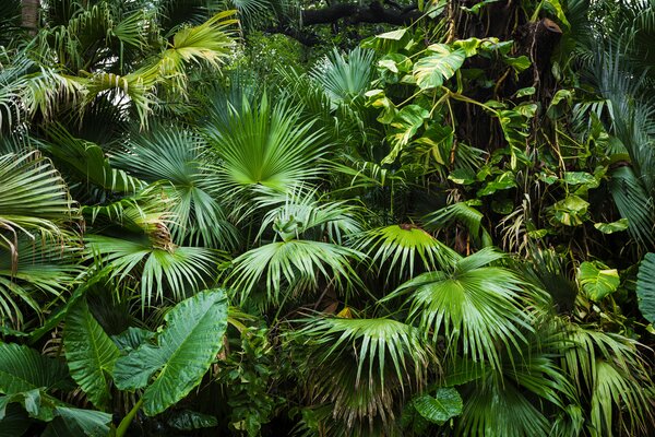 Fototapet Grup de frunze verzi, Fototapet jungle, Fototapet populare, u93616 - Tapeko.ro
