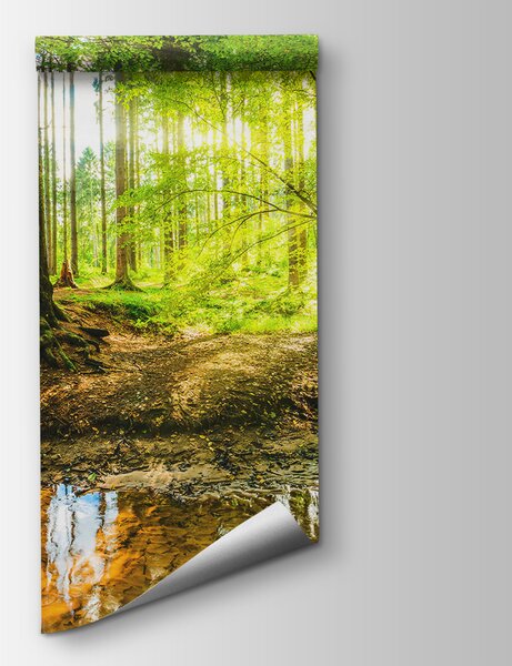 Fototapet Pârâul într-o pădure, Fototapet pădure, Fototapet populare, u93621 - Tapeko.ro