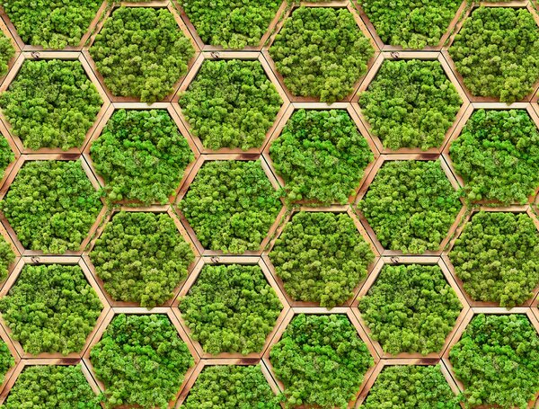 Fototapet Perete de plante în hexagoane, Fototapet 3D, Fototapet populare, u95502 - Tapeko.ro