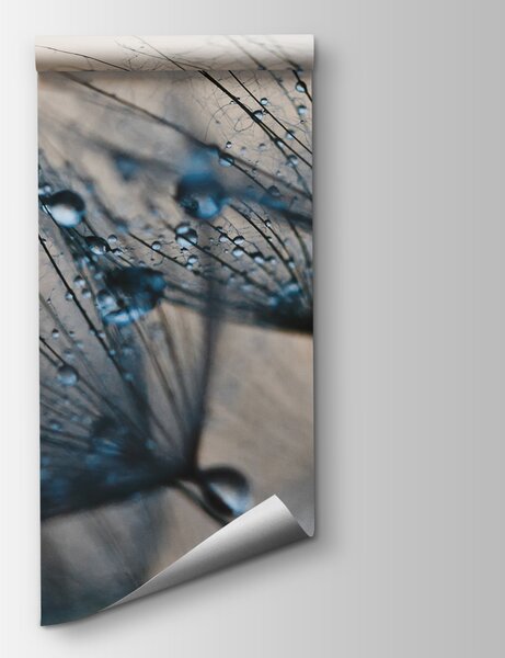 Fototapet Picături delicate pe semințe de păpădie, Fototapet 3D, Fototapet populare, u57557v1 - Tapeko.ro