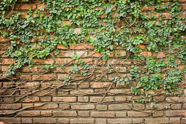 Fototapet Un zid de cărămidă cu iederă care crește pe el, Fototapet textură beton, Fototapet populare, u53037 - Tapeko.ro