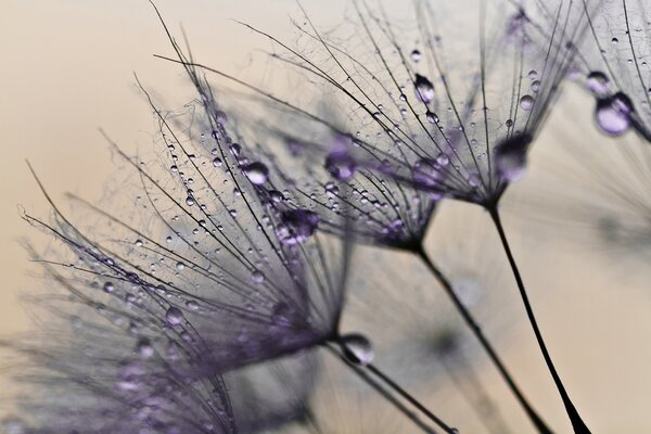 Fototapet Picături delicate pe petale fragile, Fototapet 3D, Fototapet populare, u57557v3 - Tapeko.ro