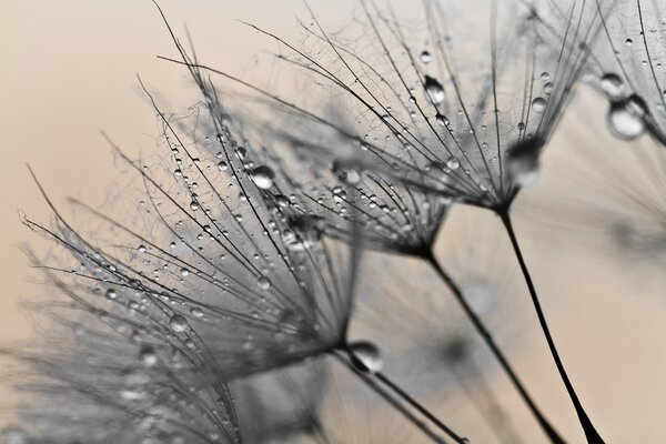 Fototapet Picături delicate pe petale fragile, Fototapet 3D, Fototapet populare, u57557v2 - Tapeko.ro
