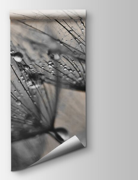 Fototapet Picături delicate pe petale fragile, Fototapet 3D, Fototapet populare, u57557v2 - Tapeko.ro