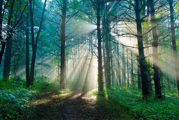 Fototapet Soarele strălucește printre copacii dintr-o pădure, Fototapet natură, Fototapet populare, u70959 - Tapeko.ro