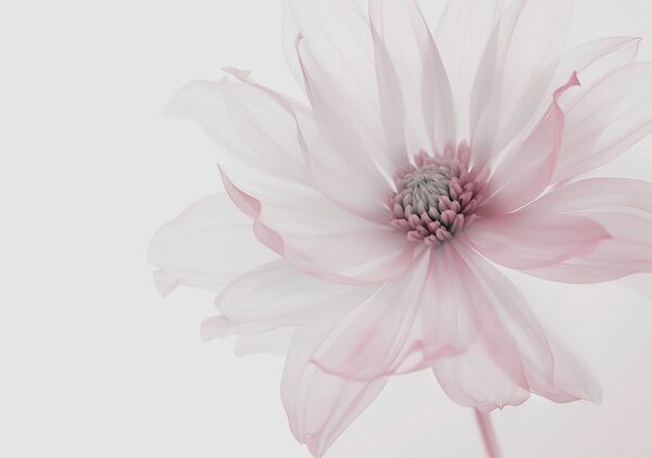 Tapet Delicate flori roz pe fundal luminos, Fototapet Flori, w02077v2 : Uwalls.ro