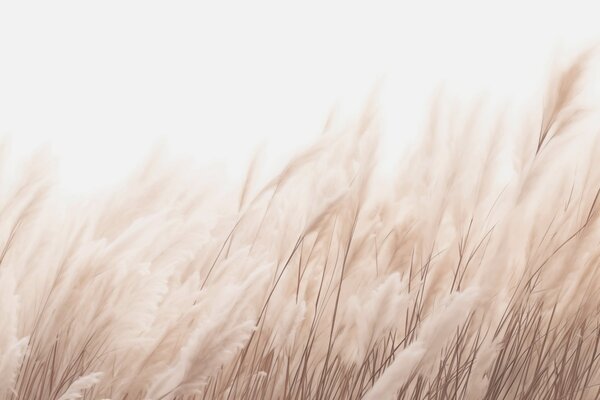 Tapet Spikelets în culori pastelate, Fototapet Natură, w03244v1 : Uwalls.ro