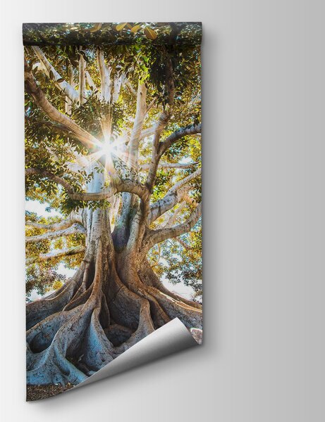 Fototapet Copac maiestuos în lumina razantă a soarelui, Fototapet natură, Fototapet populare, u01271 - Tapeko.ro