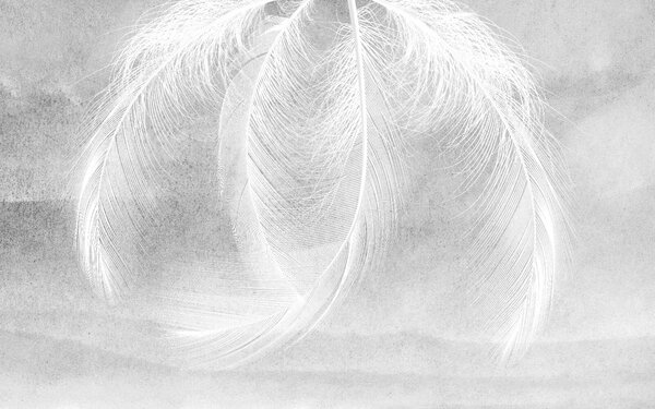 Fototapet Pene moi, delicate pe un fundal discret, Populare fototapet, Populare fototapet, u37714 - Muralas.ro