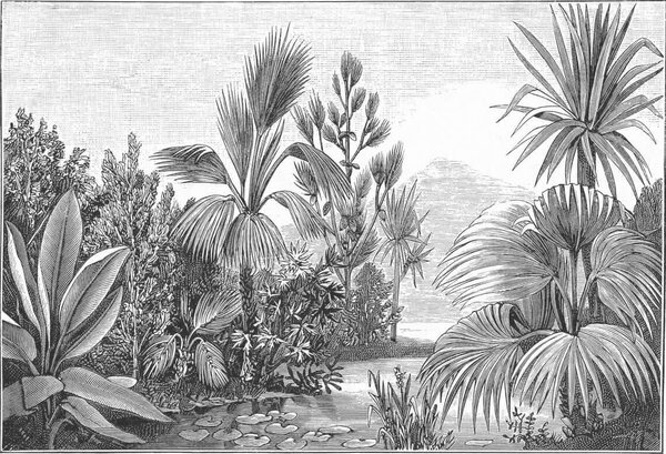 Fototapet Desen alb-negru al unei păduri tropicale, Fototapet populare, Fototapet populare, u52597 - Tapeko.ro