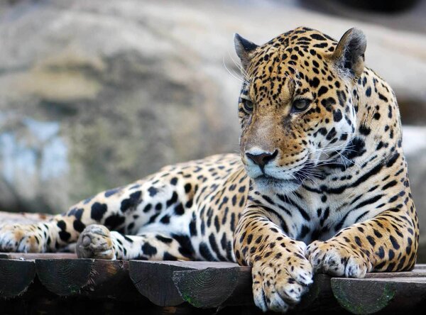 Fototapet Leopard întins pe o suprafață de lemn, Fototapet pisici, Fototapet populare, u55313 - Tapeko.ro