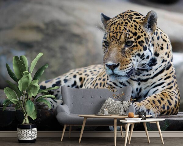 Fototapet Leopard întins pe o suprafață de lemn, Fototapet pisici, Fototapet populare, u55313 - Tapeko.ro
