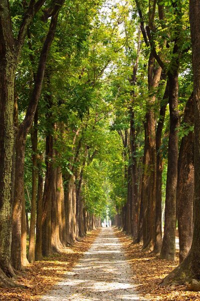 Fototapet Cărare cu copaci pe margine, Fototapet natură, Fototapet populare, u55418 - Tapeko.ro