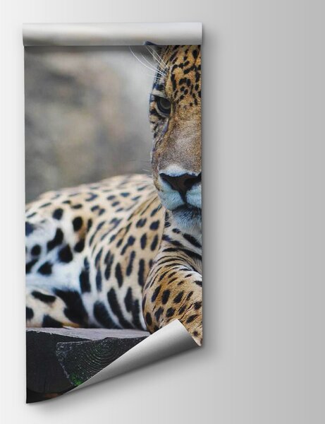 Fototapet Leopard întins pe o suprafață de lemn, Fototapet pisici, Fototapet populare, u55313 - Tapeko.ro