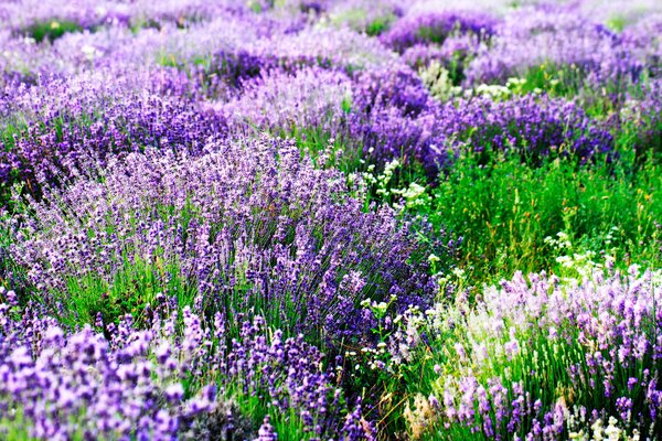 Fototapet Câmp de flori mov, Fototapet natură, Fototapet populare, u57293 - Tapeko.ro