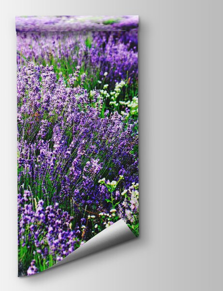 Fototapet Câmp de flori mov, Fototapet natură, Fototapet populare, u57293 - Tapeko.ro