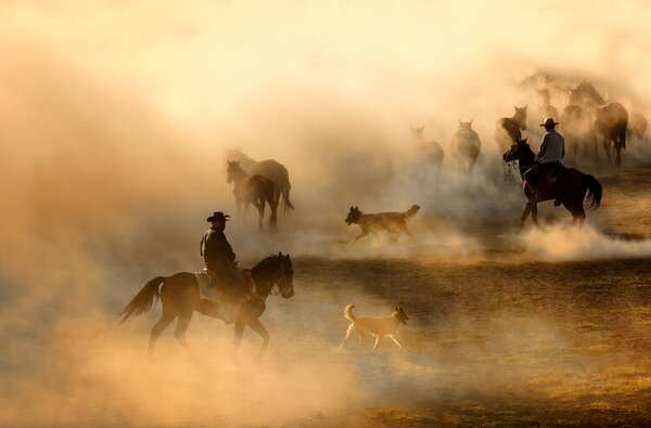 Fotografie de artă Horses, durmusceylan, (40 x 26.7 cm)