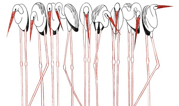 Fototapet Grup de păsări cu picioare lungi, Fototapet păsări, Fototapet populare, t00524 - Tapeko.ro