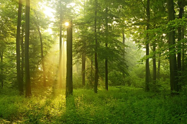 Tapet Liniște în pădurea însorită, Fototapet Natură, u57295 : Uwalls.ro