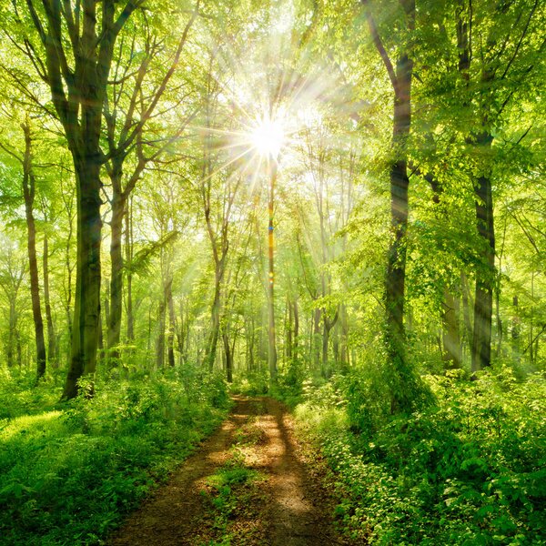 Tapet Cărare în pădurea însorită, Fototapet Natură, u22252 : Uwalls.ro