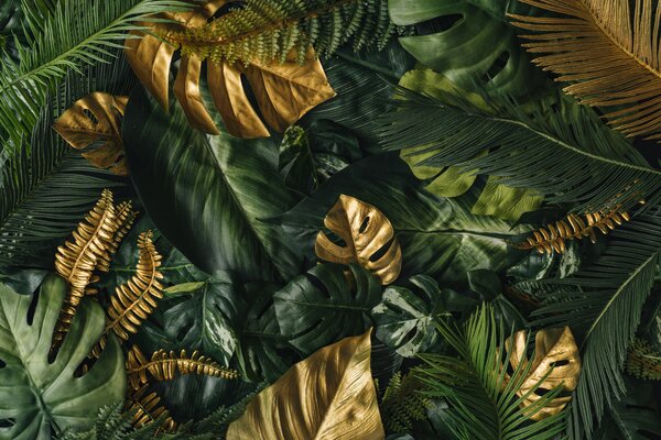 Tapet Botanică, plantă e frunză, Fototapet pădure, Fototapet Tropics, u22273 : Uwalls.ro