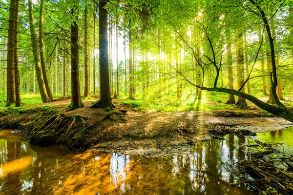 Tapet Transparența fluxului forestier, Fototapet Natură, u93621 : Uwalls.ro