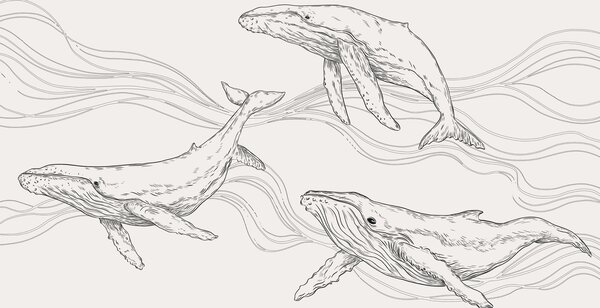 Tapet Balene în ocean, animale de mare, line art, minimalism, culori alb-negru, Fototapet Designer, u99733v4 : Uwalls.ro