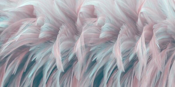 Tapet Pene colorate, Fototapet Penele, u45689d2 : Uwalls.ro