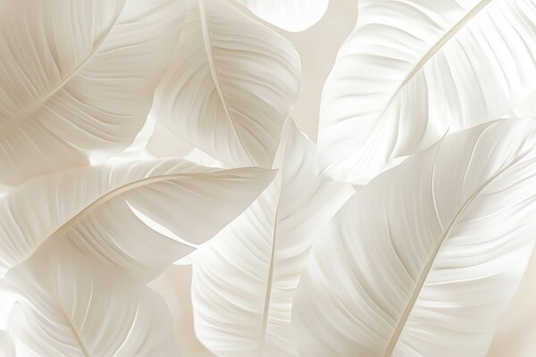 Tapet Frunze mari și delicate, Fototapet Natură, Fototapet Foi de palmier, w08565 : Uwalls.ro