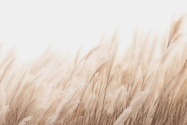 Tapet Spikelets în culori bej pastel, Fototapet Natură, w03244 : Uwalls.ro