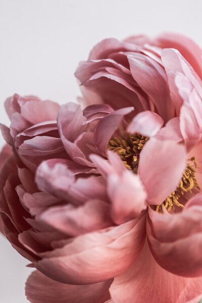 Fotografie Peony, Mareike Bohmer