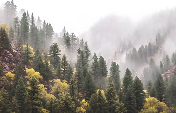 Tapet Pădure de pini ceață atmosferică în munți, Fototapet Natură, w09463 : Uwalls.ro