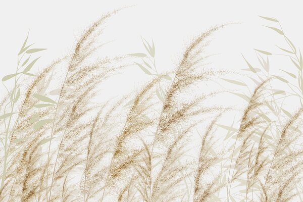 Tapet Pampas și iarbă uscată, Fototapet Natură, w04863 : Uwalls.ro