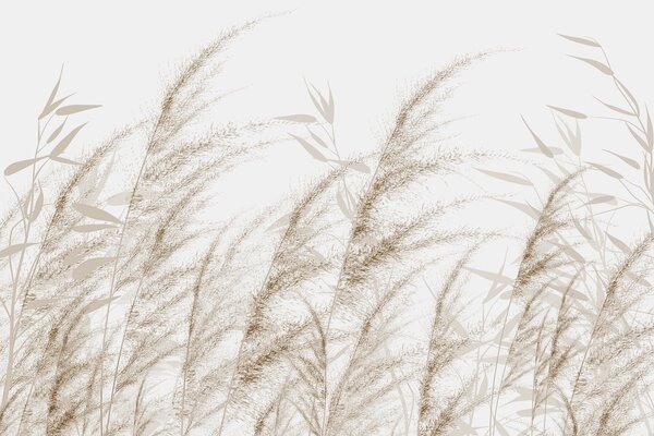 Tapet Pampas și iarbă uscată, Fototapet Natură, w04863v1 : Uwalls.ro