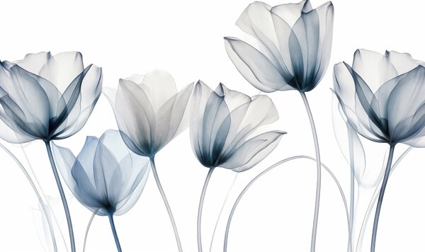 Tapet Flori de lalea albastre și albe translucide, cu tulpini lungi, pe fundal deschis, artă florală delicată și, Fototapet Flori, w09538 : Uwalls.ro