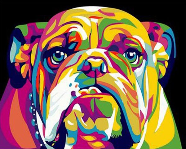 Pictura pe numere cu un cadru "Bulldog colorat" 50x40 cm
