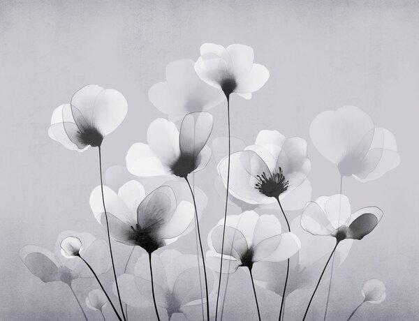 Fototapet Buchet de flori albe, Fototapet flori, Fototapet populare, t00821v1 - Tapeko.ro