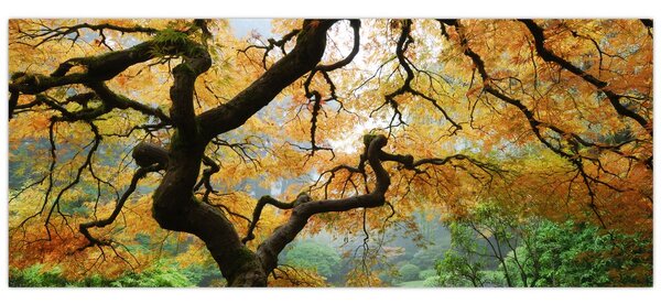 Tablou - Arțarul japonez galben, Portland, Oregon (120x50 cm)
