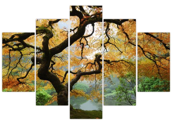 Tablou - Arțarul japonez galben, Portland, Oregon (150x105 cm)