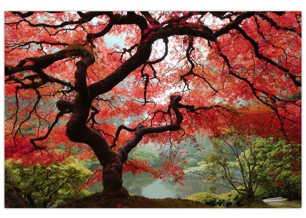 Tablou - Arțarul japonez roșu, Portland, Oregon (90x60 cm)
